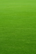 Perfect grass on the golf field Perfect grass on the golf field