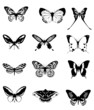 papillons vecteur