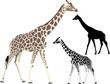 Vector illustration and silhouette of walking giraffe