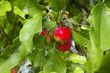 Apples on the Tree in summer