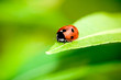 Ladybug