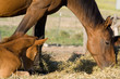 Mare and Foal
