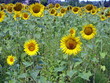sunflowers tournesol sunflowers tournesol