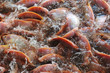 fish in a fish farm during feeding