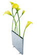 Yellow flowers on white background.
