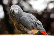Perroquet - Gris du Gabon Perroquet - Gris du Gabon
