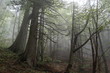 Misty forrest