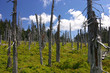 ruined forest (damaged by frosty wind) and blue sky with clouds