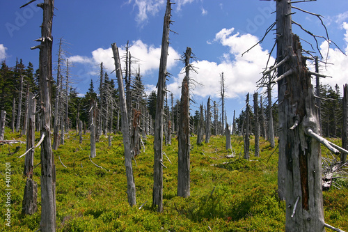 Photo: ruined forest (damaged by frosty wind) and blue sky with clouds ruined forest (damaged by frosty wind) and blue sky with clouds