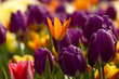 tulipes