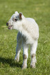 lamb