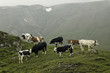 troupeau en alpage