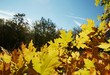 Autumn leaves