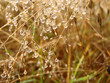 dew
