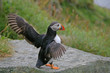 puffin II