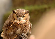 Hibou Grand Duc dressé