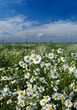 Photo: White wild flower, blue sky, summer landscape White wild flower, blue sky, summer landscape