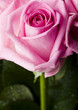 Pink rose