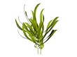 Kelp