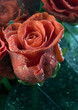 Red roses