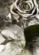 Silver rose