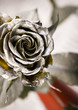 Silver rose