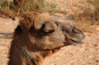 Photo: Camel Camel