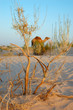 Photo: bush and camel bush and camel