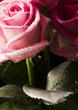 Pink bouquet