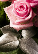 Natural beauty