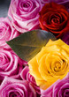 Beautiful roses