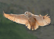 Buho en vuelo