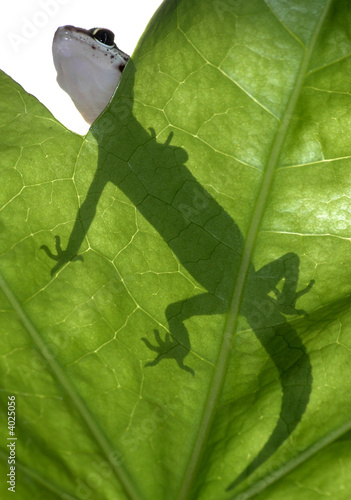 leopard gecko on leaf leopard gecko on leaf