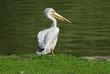 Pelikan