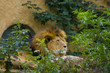 Big male lion Big male lion