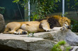 Big male lion Big male lion