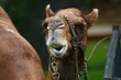 camel facial expression camel facial expression