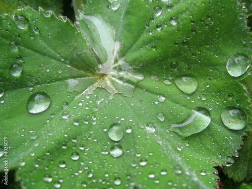 Photo: leaf and water drops leaf and water drops