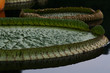 Giant lily pad