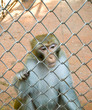 A caged monkey looking out through the cage.