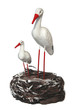cigogne