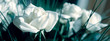 BLUE ROSE