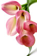 Pink callas bouquet