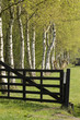 Birches behind a gate