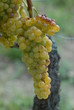 uva moscato uva moscato