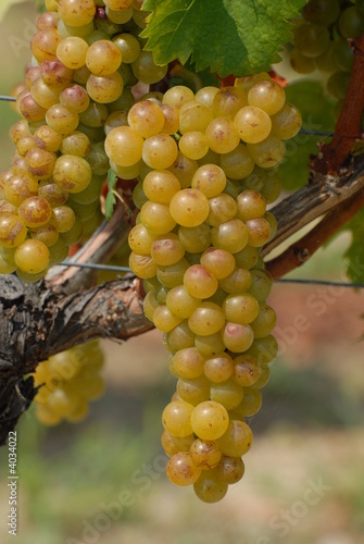 uva moscato