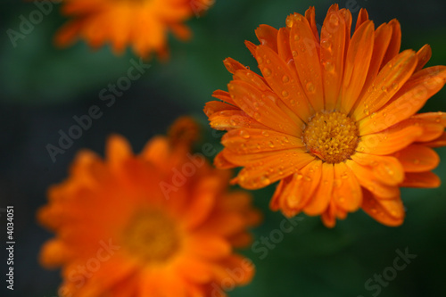 Ringelblumen Ringelblumen