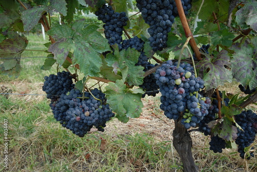 uva barbera