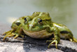 Lake frog Rana ridibunda
