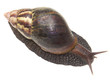 escargot géant de l'île de la Réunion